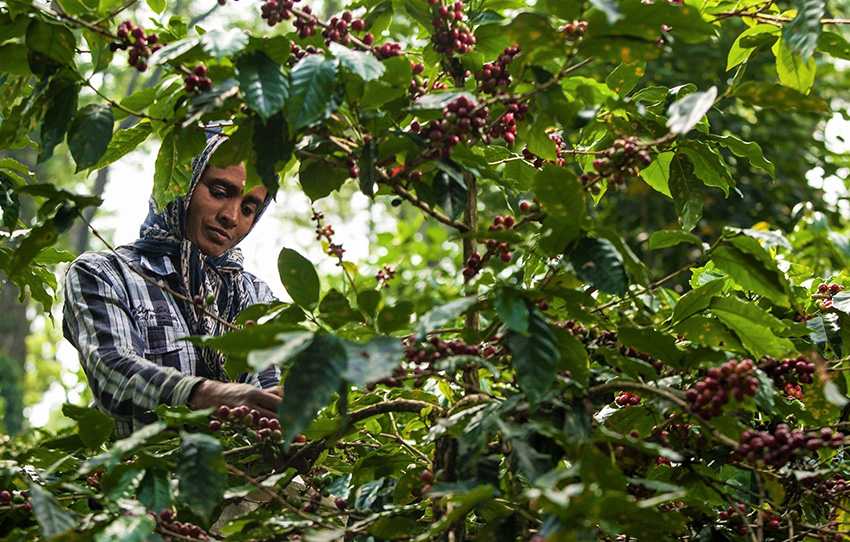 the coffee trail 2 alphonso stories